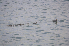 Mergus merganser