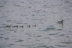 Mergus merganser