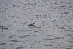 Mergus merganser