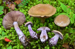 Cortinarius purpurascens image