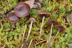 Psilocybe montana image