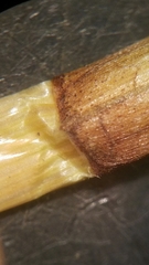 Eleocharis macrostachya