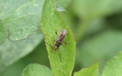 Ligyrocoris litigiosus