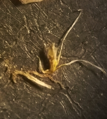 Eleocharis macrostachya