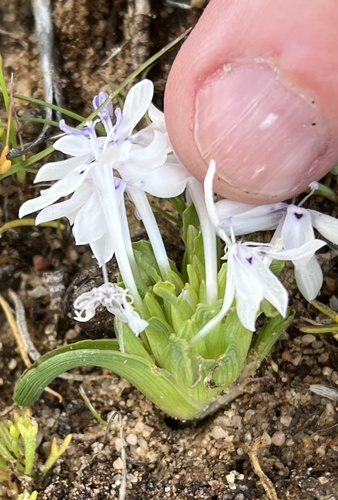 Image of Lapeirousia plicata by (c) Dave U, some rights reserved (CC BY-SA)