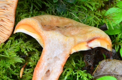 Lactarius deterrimus image