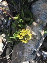 Stigmaphyllon emarginatum