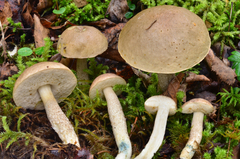 Leccinum holopus image