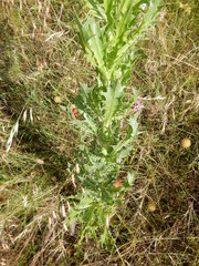Eryngium leavenworthii