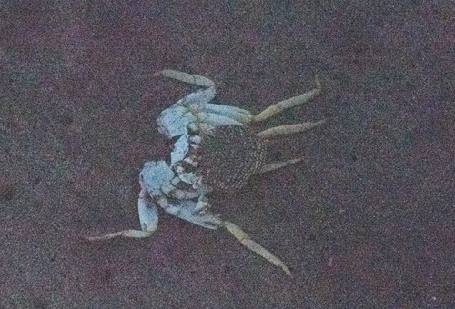 Sally Lightfoot Crab