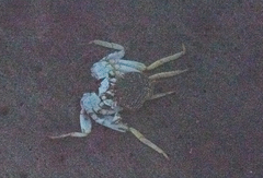 Sally Lightfoot Crab