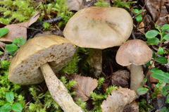 Leccinum holopus image