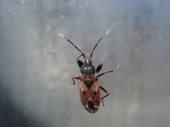 Eremocoris