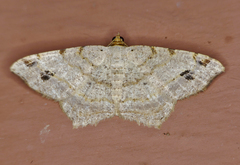 Macaria aequiferaria