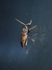 Eremocoris