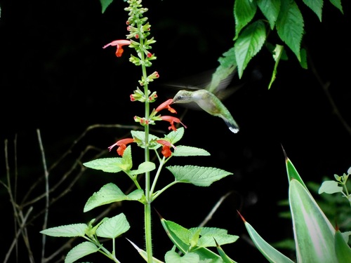 Ruby-throated Hummingbird photographed in North Carolina