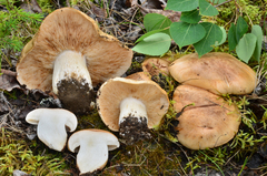 Tricholoma populinum image