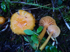 Hygrocybe laeta var. laeta image