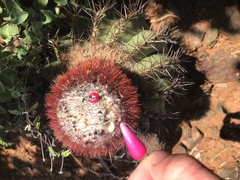 Melocactus intortus