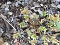 Claytonia rubra rubra