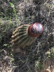 Melocactus intortus