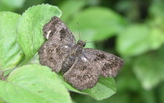 Staphylus ascalaphus