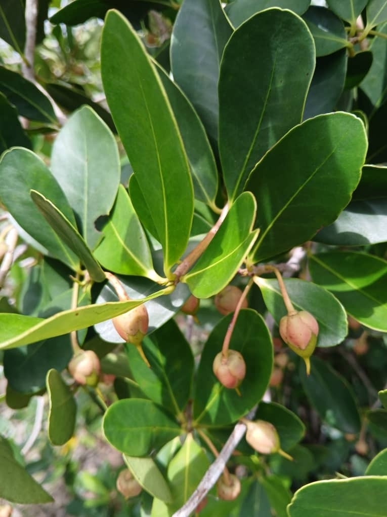 Ternstroemia from Acul des Pins, ouananimthe, Nord'Est, Haiti on July ...