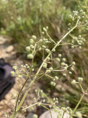 Image of Galium pilosum by (c) Bryan Connolly, some rights reserved (CC BY)