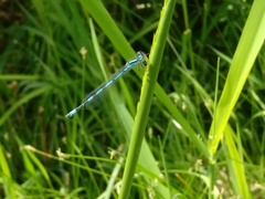 Coenagrion mercuriale