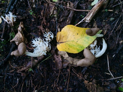 Helvella elastica image