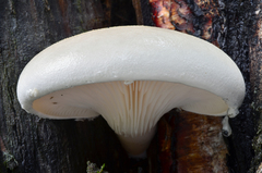 Pleurotus dryinus image