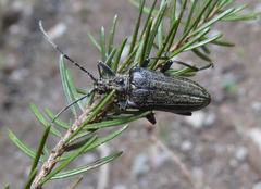 Oxymirus cursor