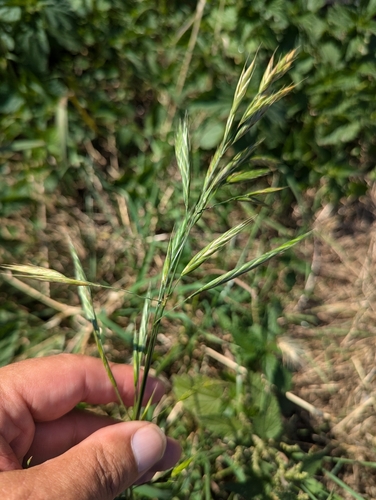 Image of Bromus carinatus by no rights reserved