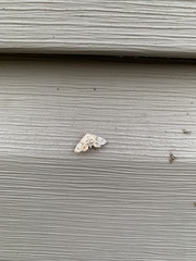 Elophila icciusalis