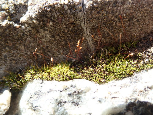 Dog Screw-moss (Tortula canescens)