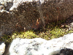 Tortula canescens