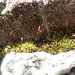 Tortula canescens - Photo (c) Sequoia Janirella Wrens,  זכויות יוצרים חלקיות (CC BY-NC), הועלה על ידי Sequoia Janirella Wrens