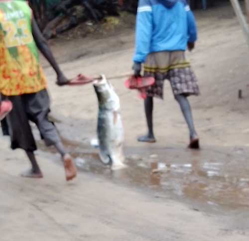 Nile Perch
