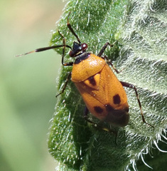 Deraeocoris punctum