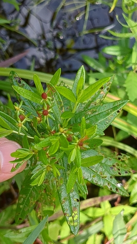 Hypericum adpressum, photograph 1
