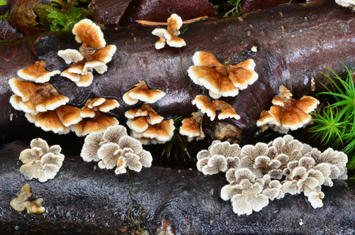 Plicaturopsis crispa (Pers.) D.A.Reid