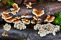 Plicaturopsis crispa image