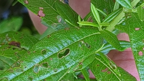 Hypericum adpressum, photograph 2