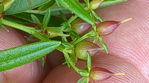 Hypericum adpressum, photograph 3