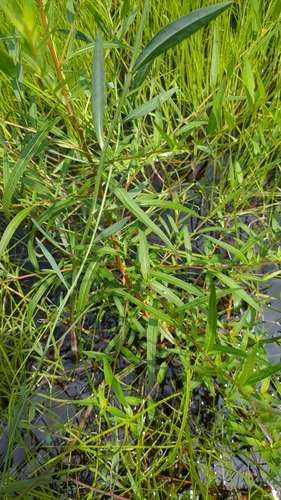 Image of Ludwigia sphaerocarpa by no rights reserved