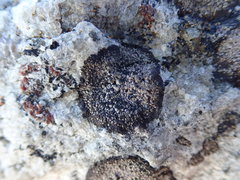Rhizocarpon badioatrum