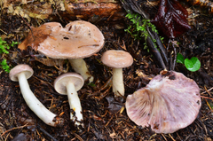 Lactarius uvidus image