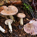 Lactarius uvidus - Photo 由 Christian Schwarz 所上傳的 (c) Christian Schwarz，保留部份權利CC BY-NC