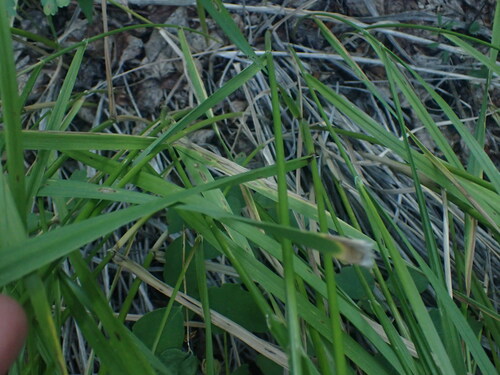 Image of Leymus innovatus by no rights reserved