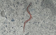 Geophis semidoliatus